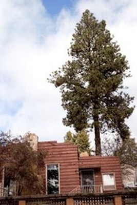 Charlotte Tree Removal